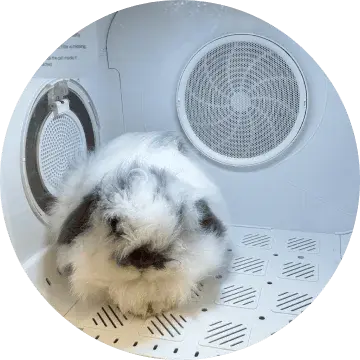 price Regular bath, drying, and nail trimming under CBD for rabbit 
