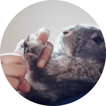 price Dry bath + nail trimming for rabbit