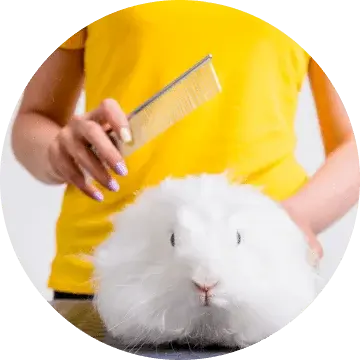 price Dry bath, partial knot trimming for rabbit