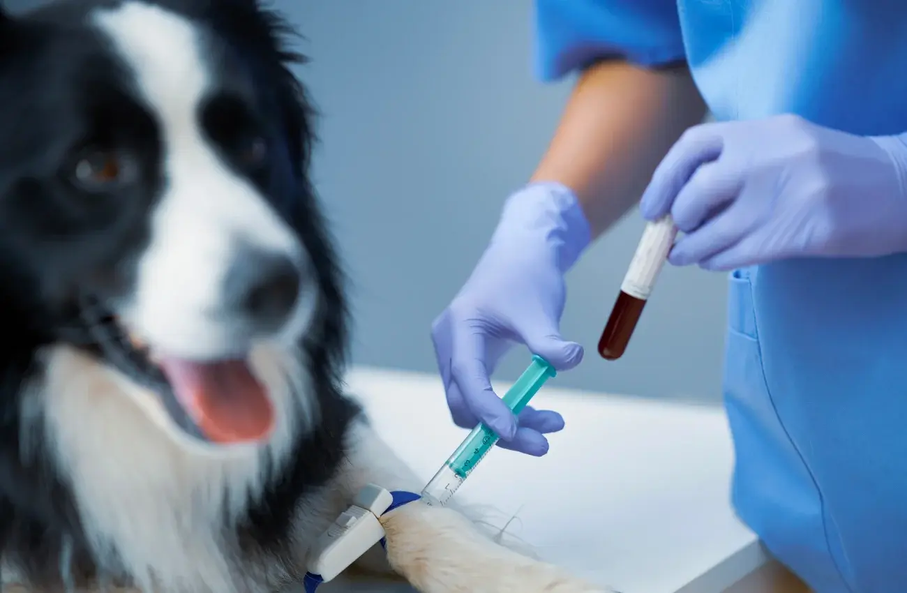 d'analyses vétérinaires